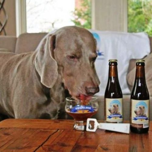 Bowser Beer for Dogs (8 pics)