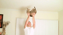 Cat Workout at Home (8 gifs)