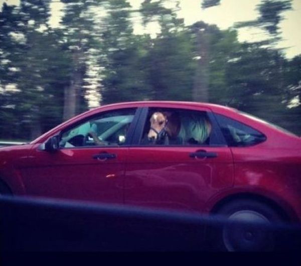 WTF Pictures (55 pics)