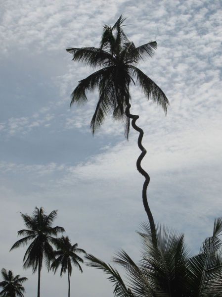 WTF Pictures (55 pics)