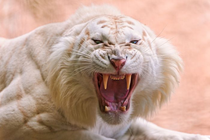 The White Tiger (24 pics)