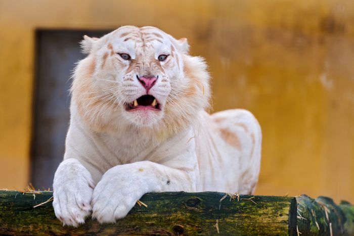 The White Tiger (24 pics)