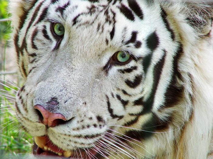 The White Tiger (24 pics)