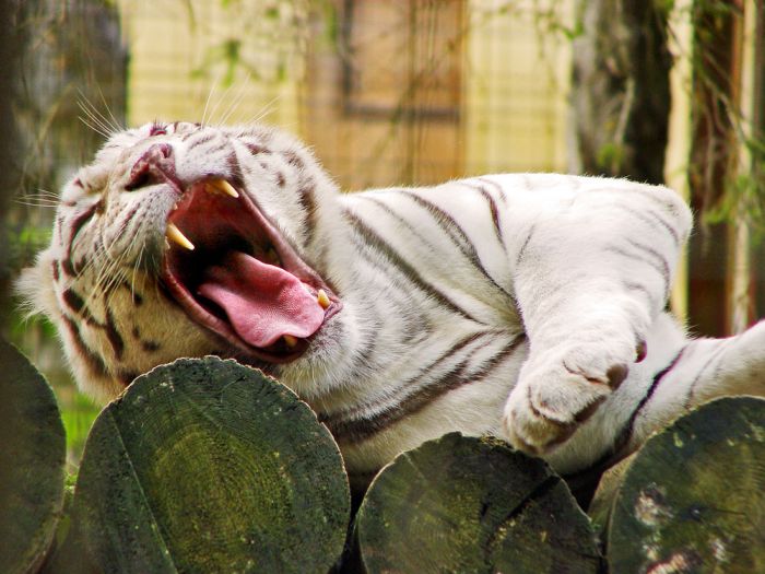 The White Tiger (24 pics)