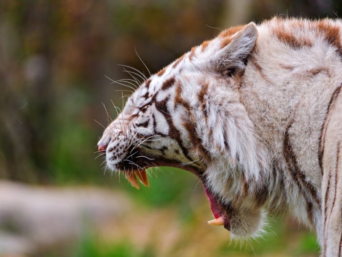 The White Tiger (24 pics)