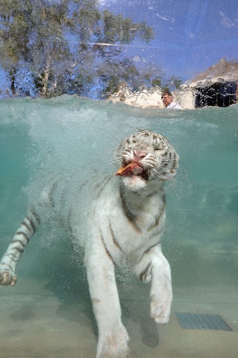 The White Tiger (24 pics)