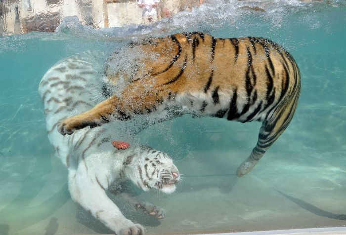 The White Tiger (24 pics)