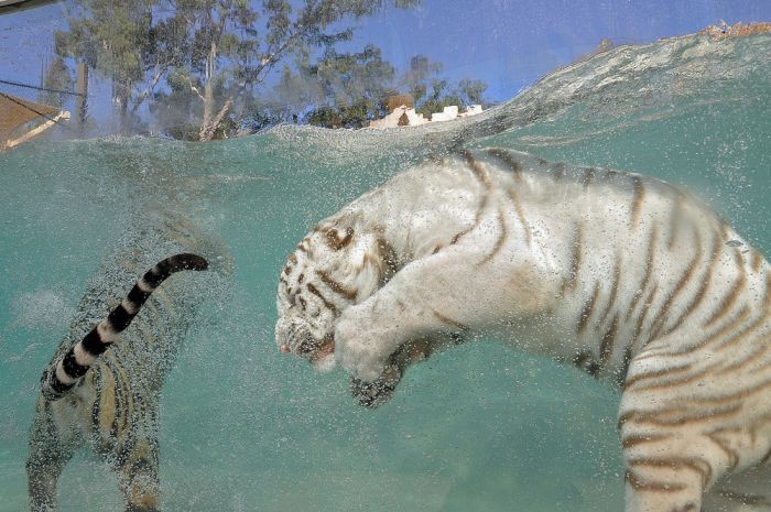 The White Tiger (24 pics)