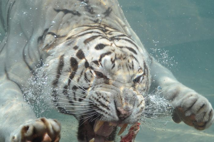 The White Tiger (24 pics)