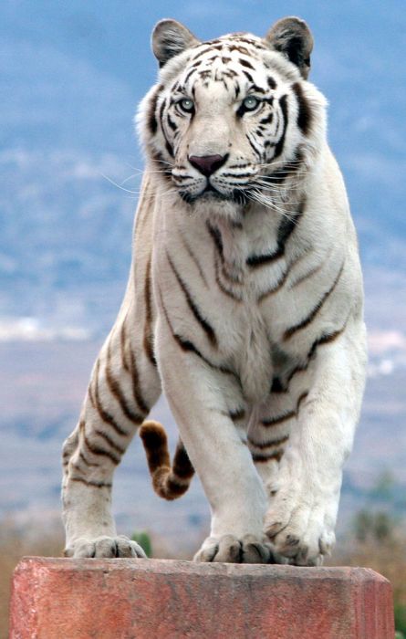 The White Tiger (24 pics)