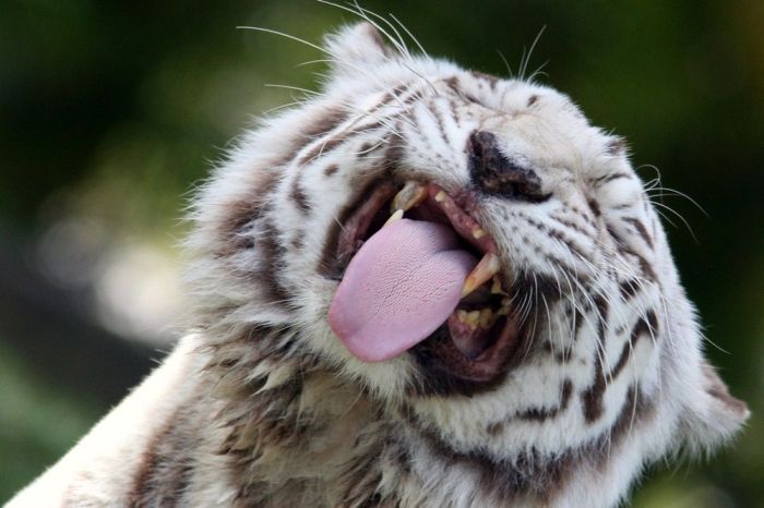 The White Tiger (24 pics)