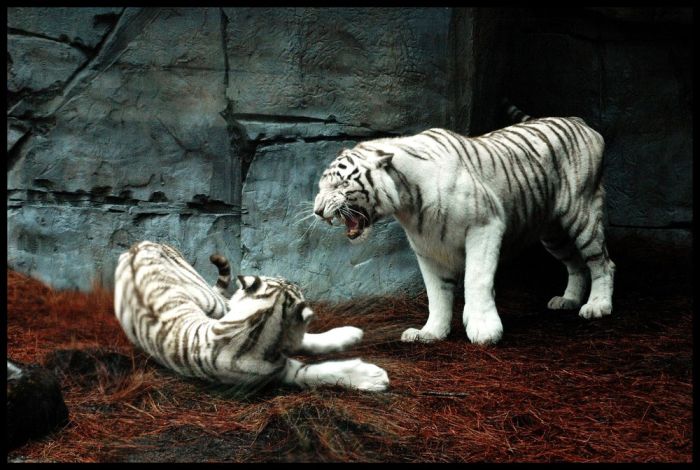 The White Tiger (24 pics)