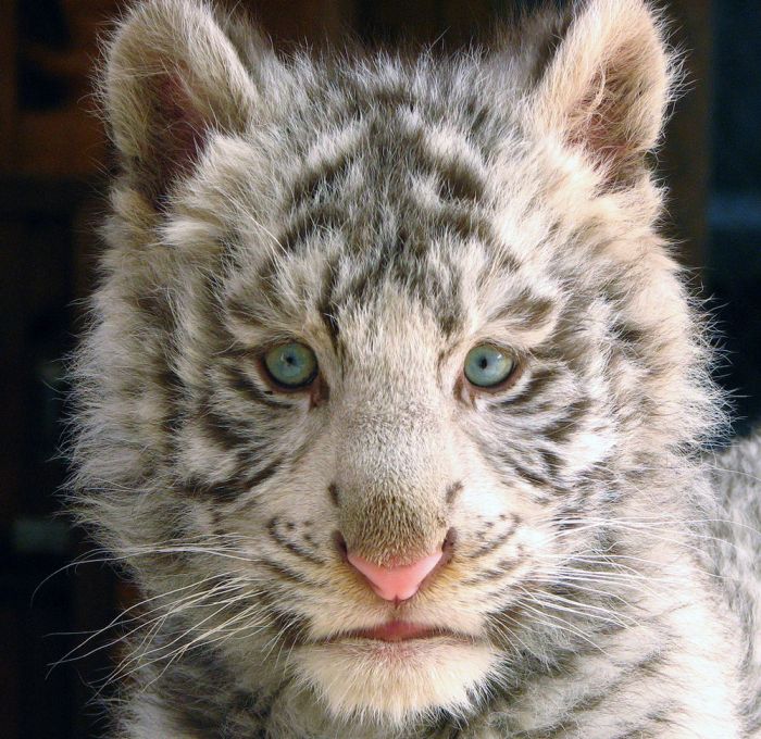 The White Tiger (24 pics)