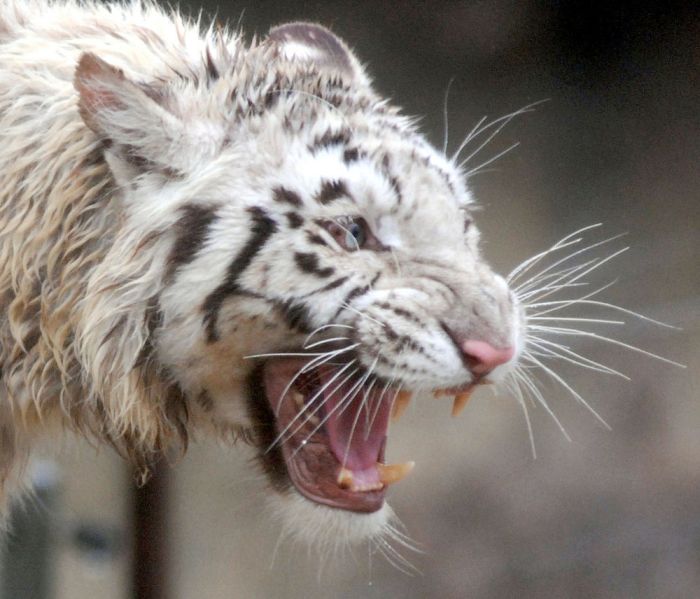 The White Tiger (24 pics)