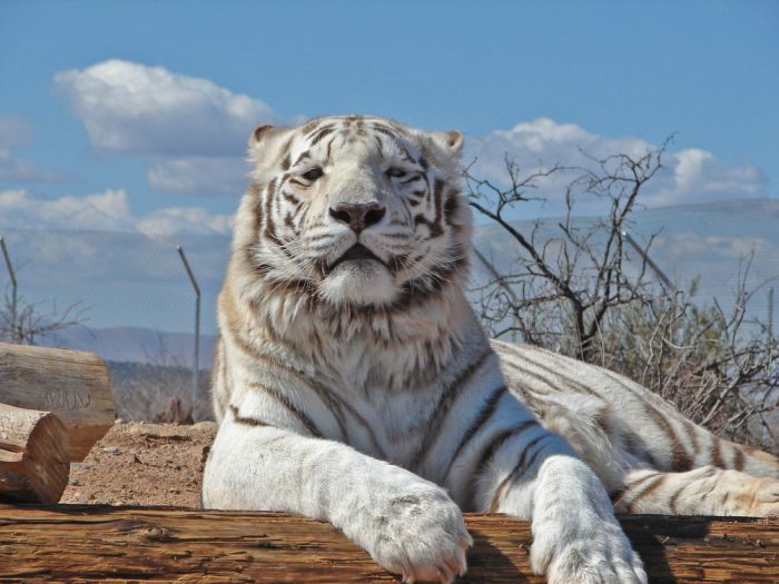 The White Tiger (24 pics)