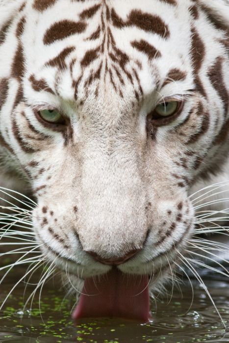 The White Tiger (24 pics)