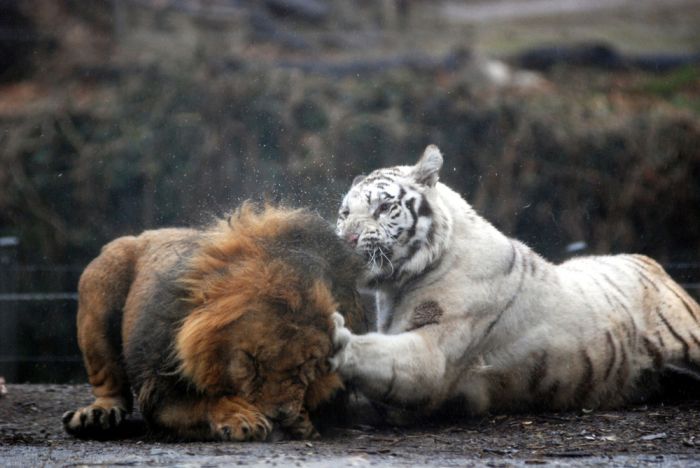 The White Tiger (24 pics)