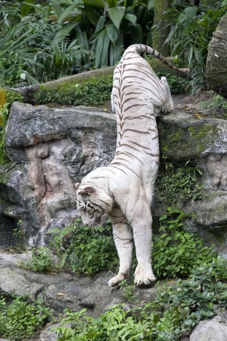 The White Tiger (24 pics)