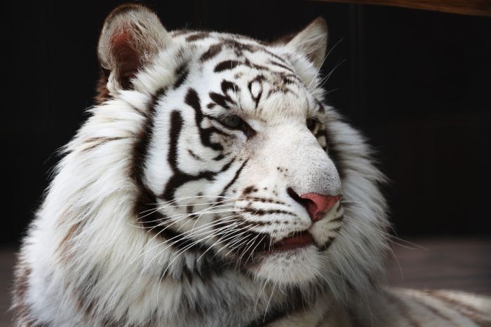 The White Tiger (24 pics)