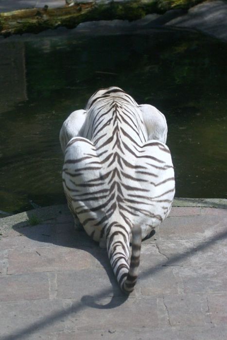 The White Tiger (24 pics)