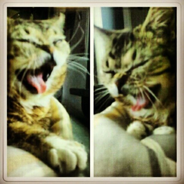 Lil Bub Cat (39 pics)