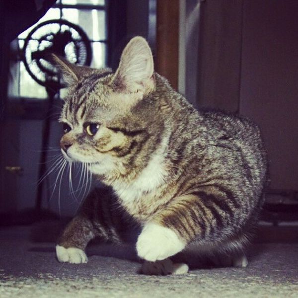Lil Bub Cat (39 pics)