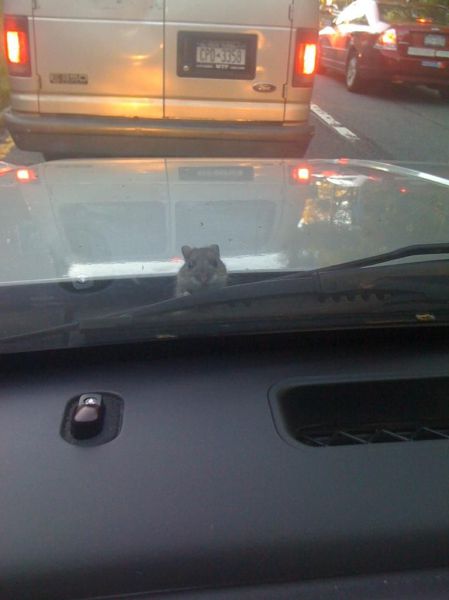 Acid Picdump (121 pics)