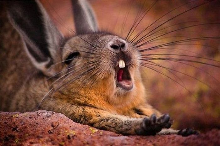 Acid Picdump (121 pics)