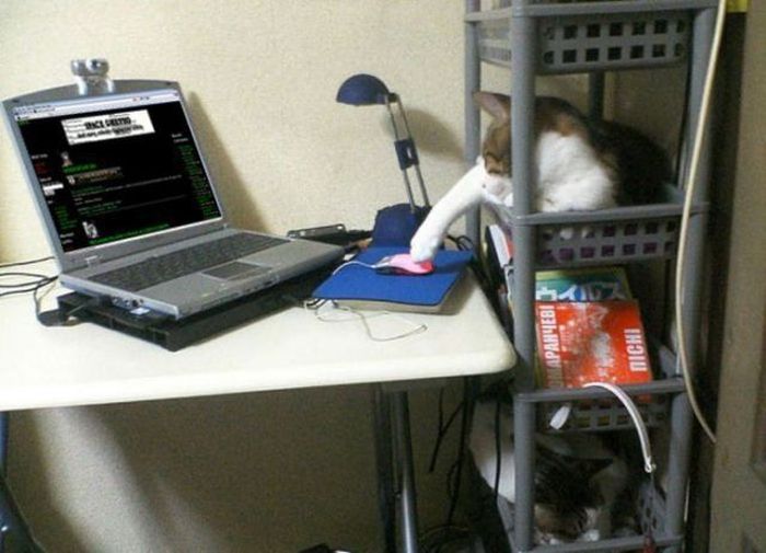 Acid Picdump (121 pics)