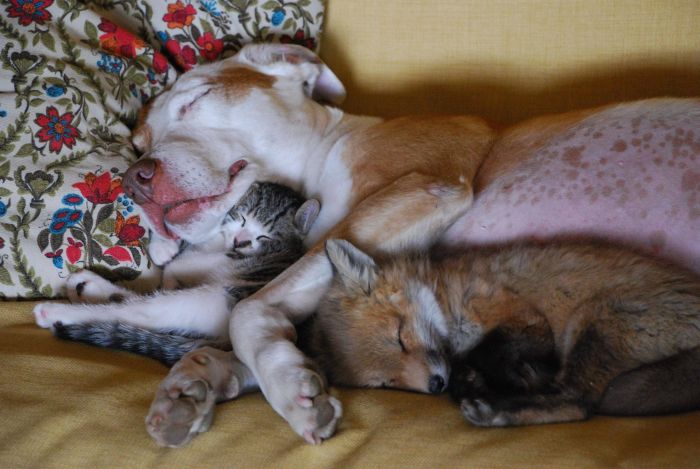 Acid Picdump (121 pics)