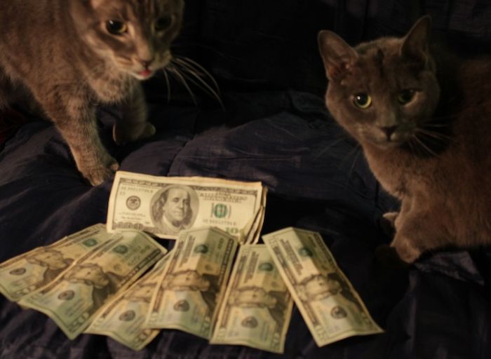 Cats and Cash (64 pics)