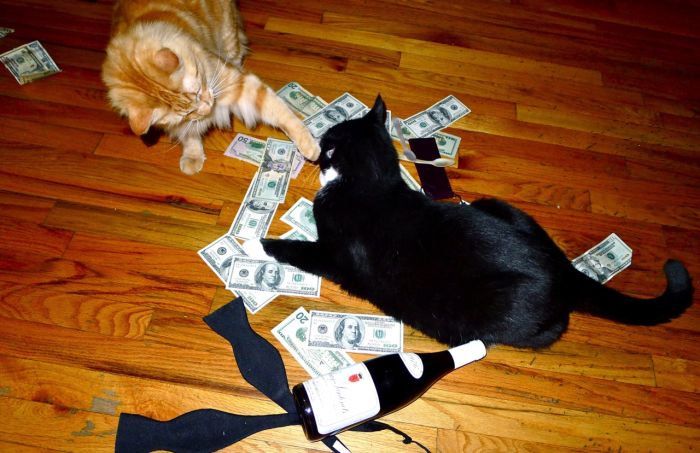 Cats and Cash (64 pics)