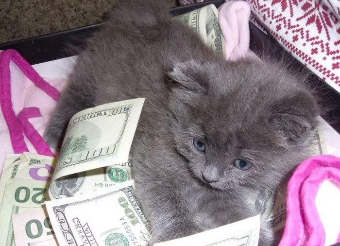 Cats and Cash (64 pics)