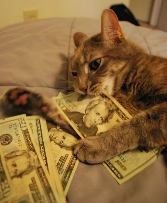 Cats and Cash (64 pics)