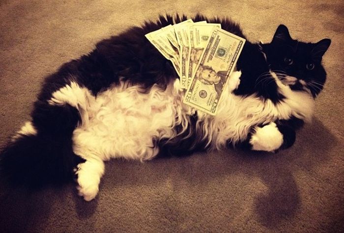 Cats and Cash (64 pics)