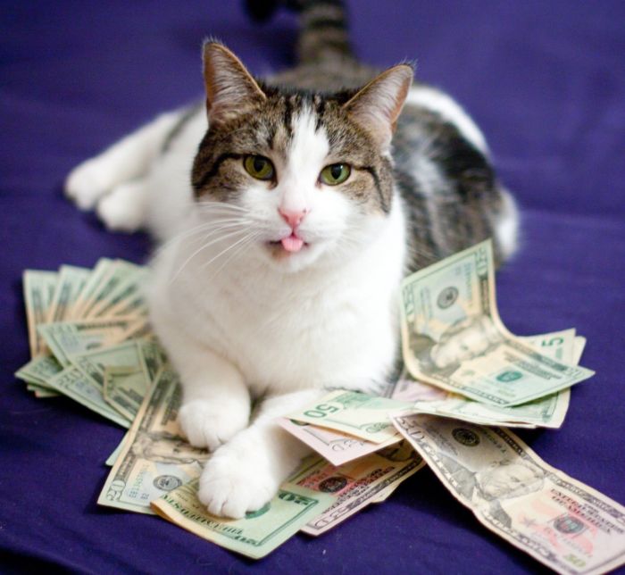 Cats and Cash (64 pics)