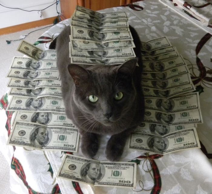 Cats and Cash (64 pics)