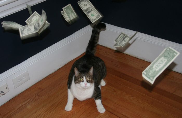 Cats and Cash (64 pics)