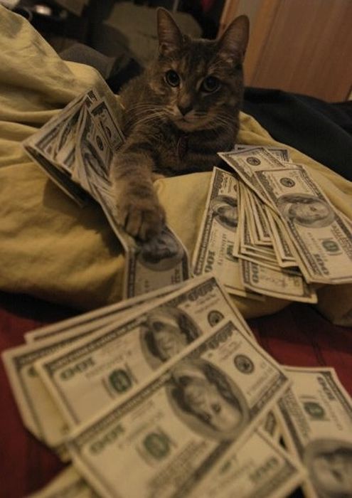 Cats and Cash (64 pics)