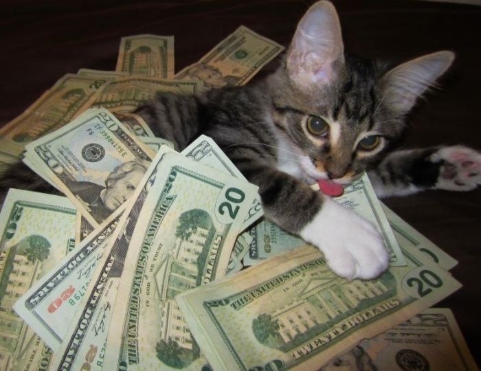 Cats and Cash (64 pics)