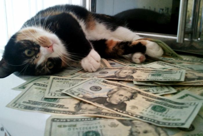 Cats and Cash (64 pics)