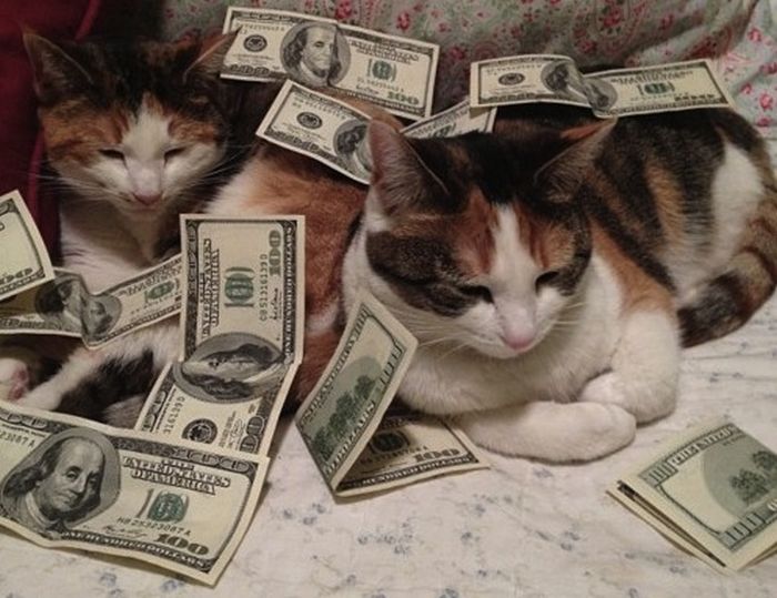 Cats and Cash (64 pics)