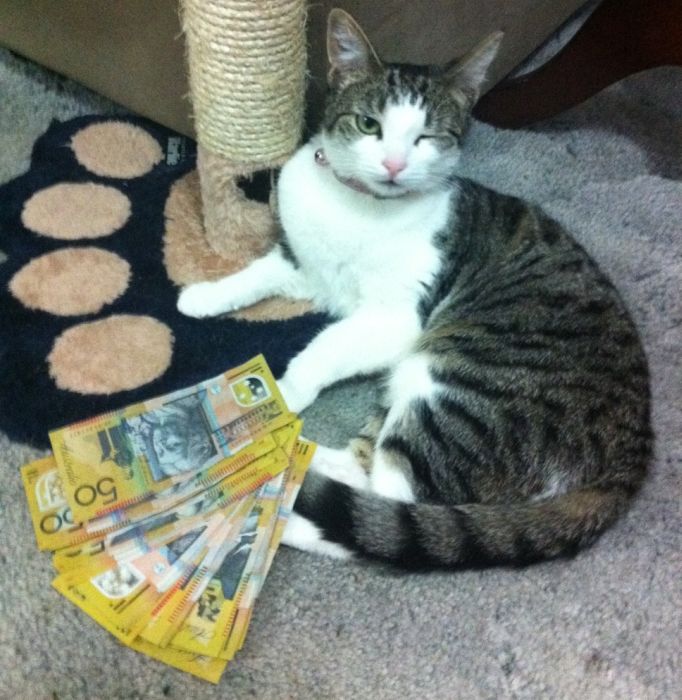 Cats and Cash (64 pics)