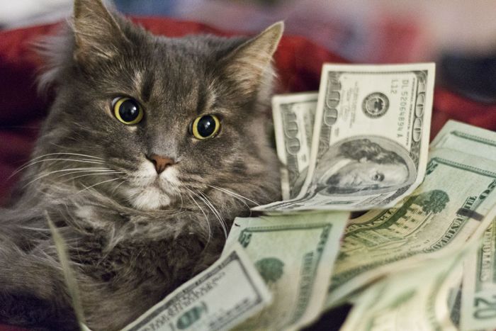 Cats and Cash (64 pics)