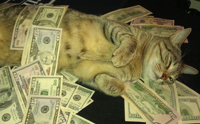 Cats and Cash (64 pics)