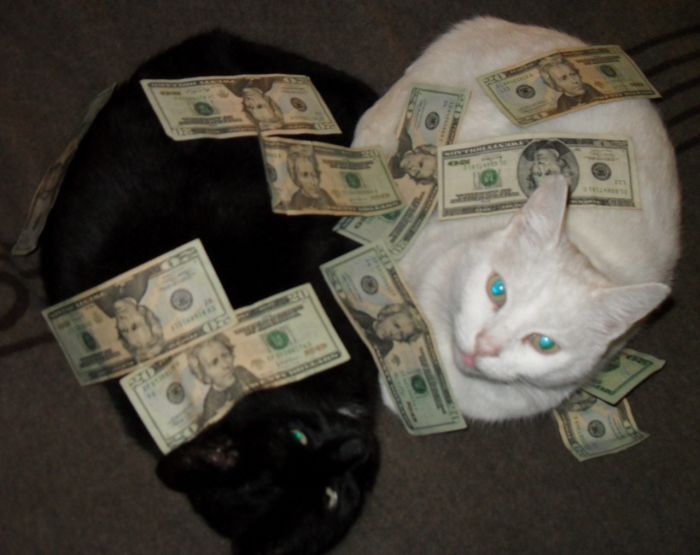 Cats and Cash (64 pics)