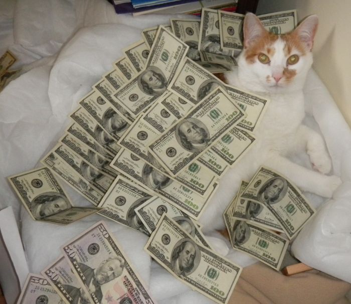 Cats and Cash (64 pics)