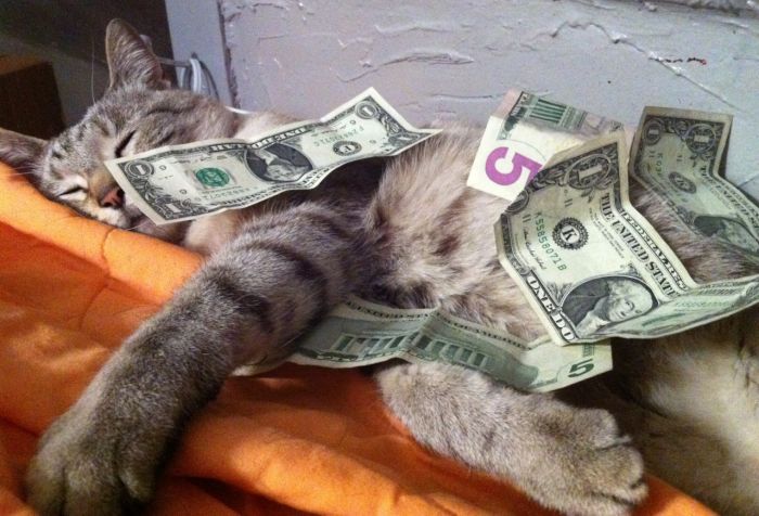 Cats and Cash (64 pics)