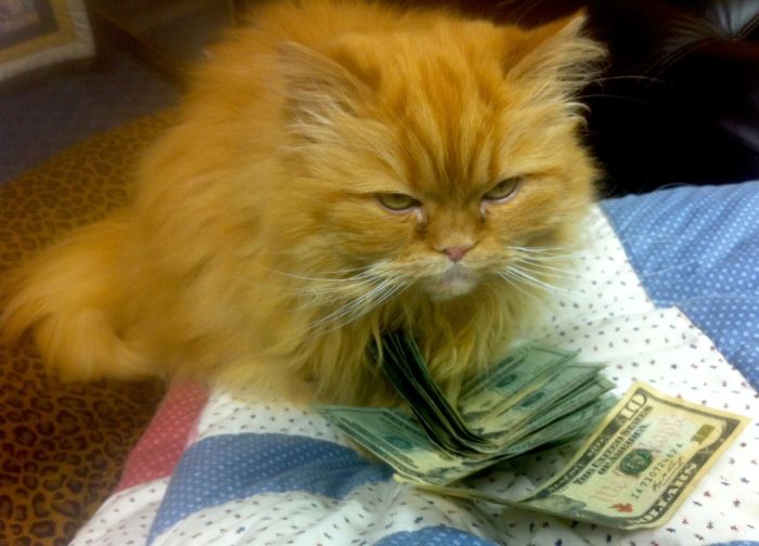 Cats and Cash (64 pics)