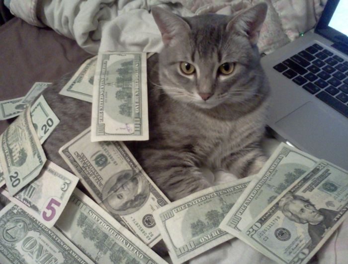 Cats and Cash (64 pics)